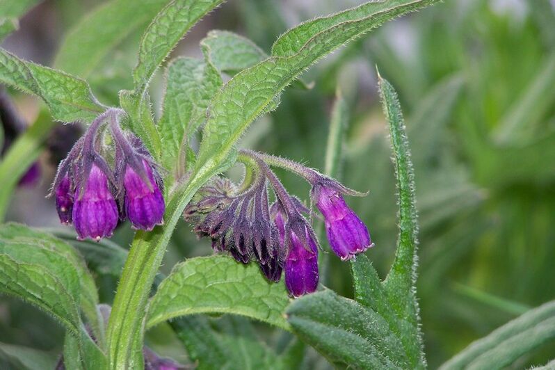 Comfrey fir d'Behandlung vun cervical osteochondrosis
