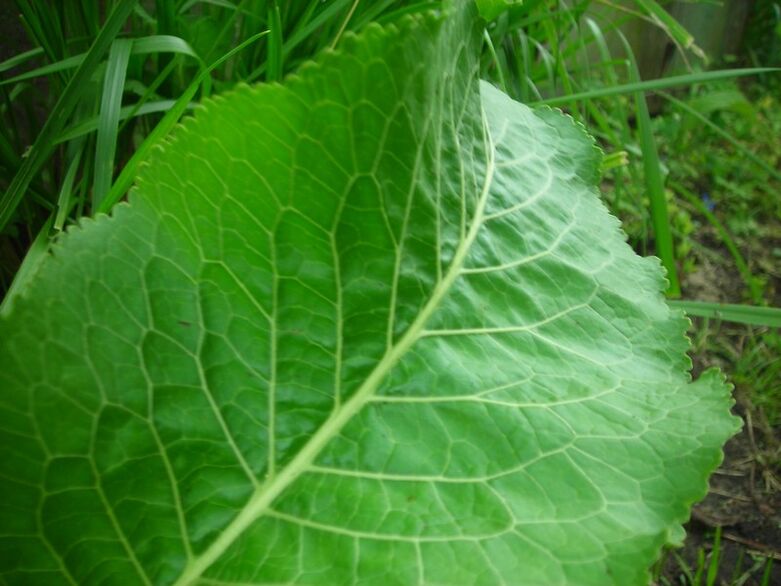 Meerrettich fir zervikal Osteochondrose