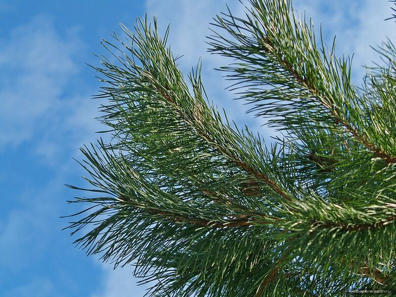 Nadelen fir d'Behandlung vun cervical osteochondrosis